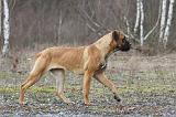 CANE CORSO 719